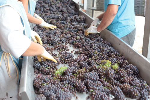 Wine Making, Charter Bus Houston