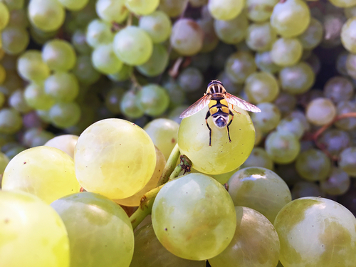 Bees and Wine, Charter Bus Houston, Texas